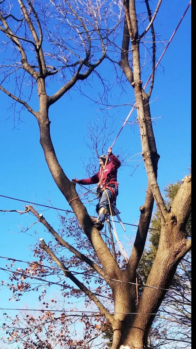 P.J.R Landscaping & Tree Service Corp — photo from the business 4