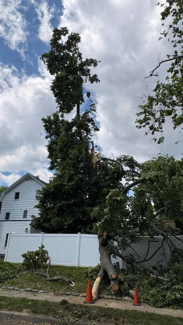 Ramalho Tree Service — customer photo 6