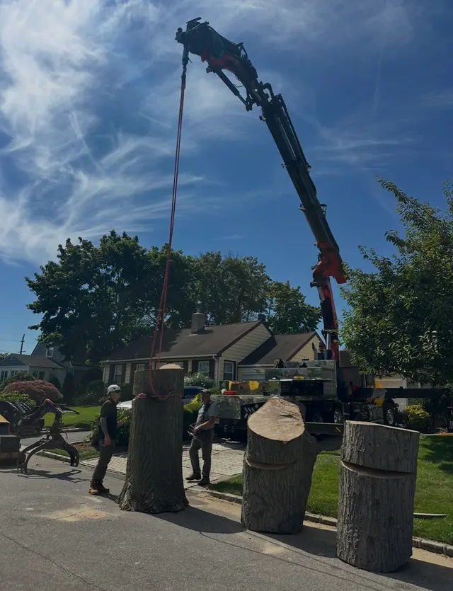 Ramalho Tree Service — customer photo 3