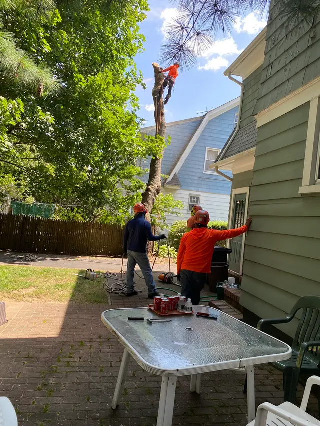 Ramalho Tree Service — customer photo 8