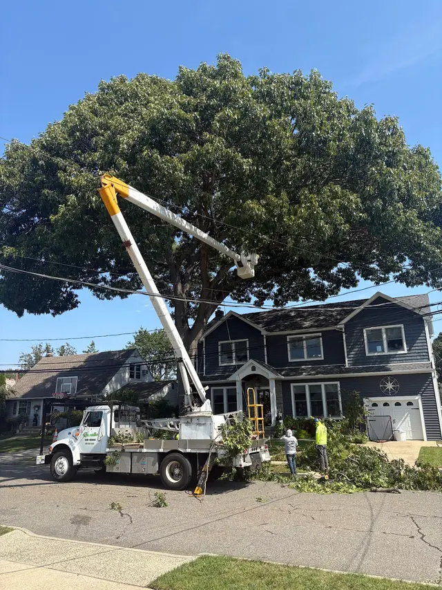 Ramalho Tree Service — customer photo 2