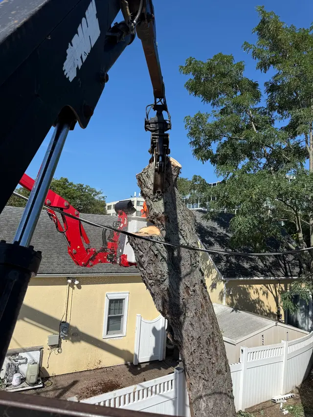 Ramalho Tree Service — customer photo 1