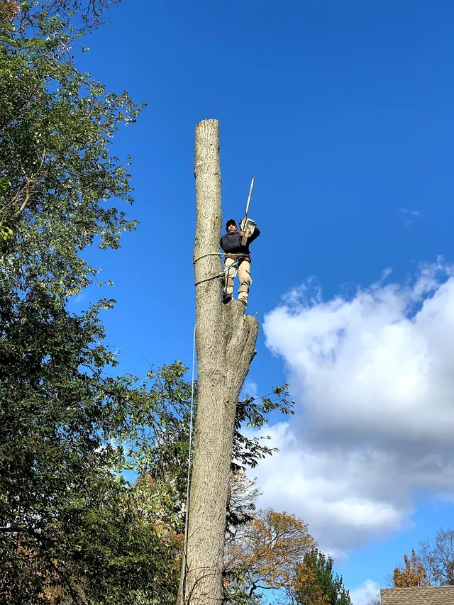 Ramalho Tree Service — photo from the business 12