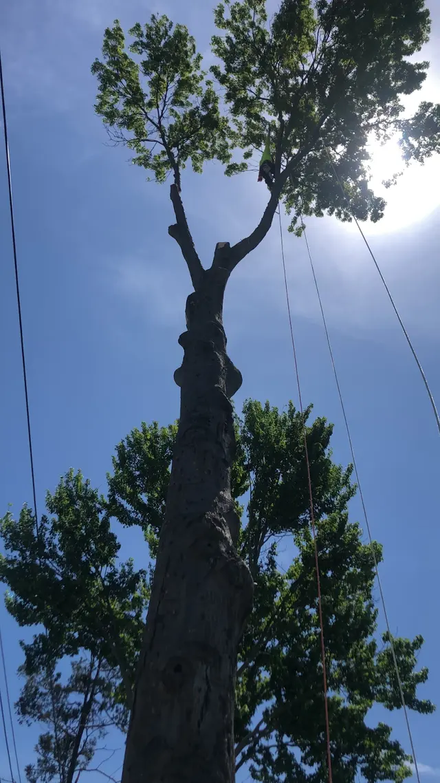 Timber Wood Tree Service — photo from the business 10