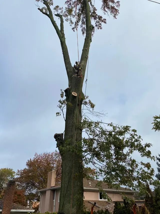 Timber Wood Tree Service — photo from the business 11