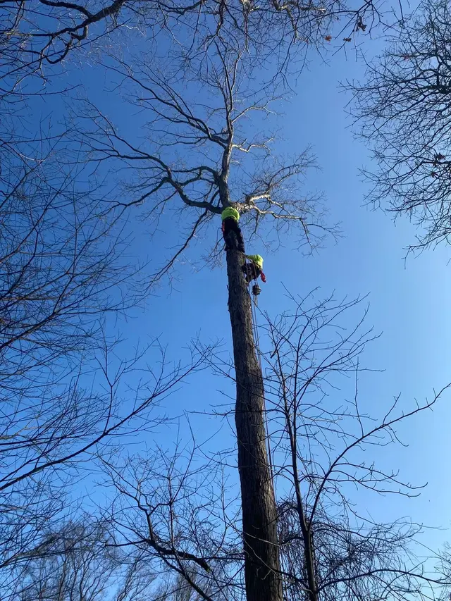 Timber Wood Tree Service — photo from the business 4