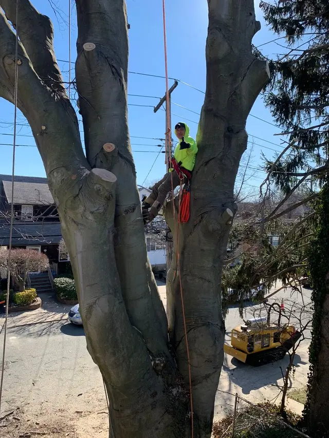 Timber Wood Tree Service — photo from the business 7