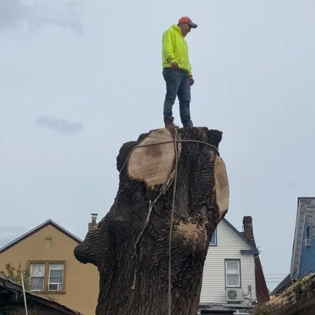 Timber Wood Tree Service — photo from the business 2