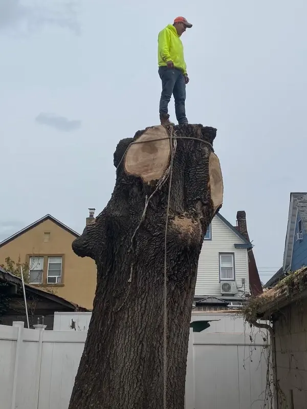 Timber Wood Tree Service — photo from the business 9