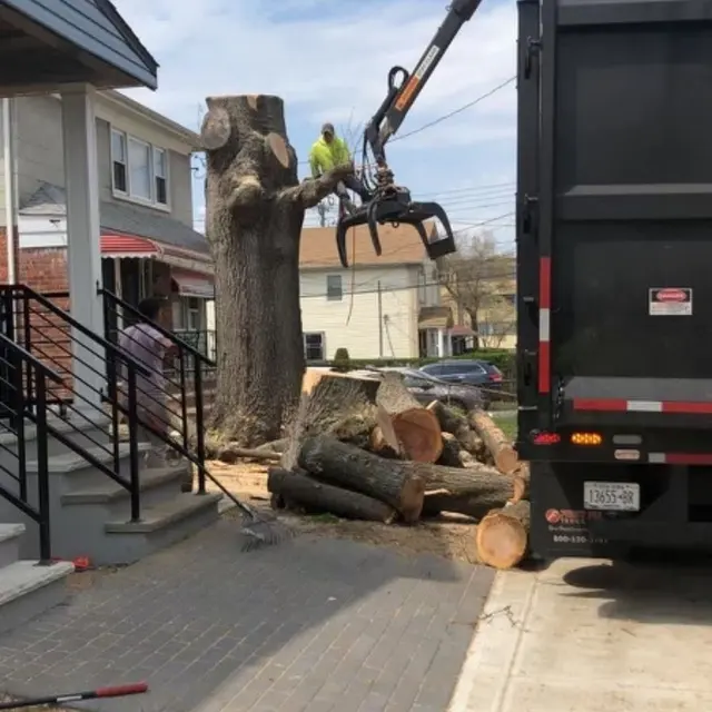 Timber Wood Tree Service — photo from the business 3