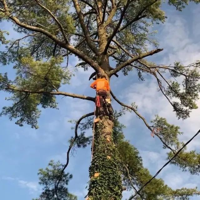 Timber Wood Tree Service — photo from the business 5