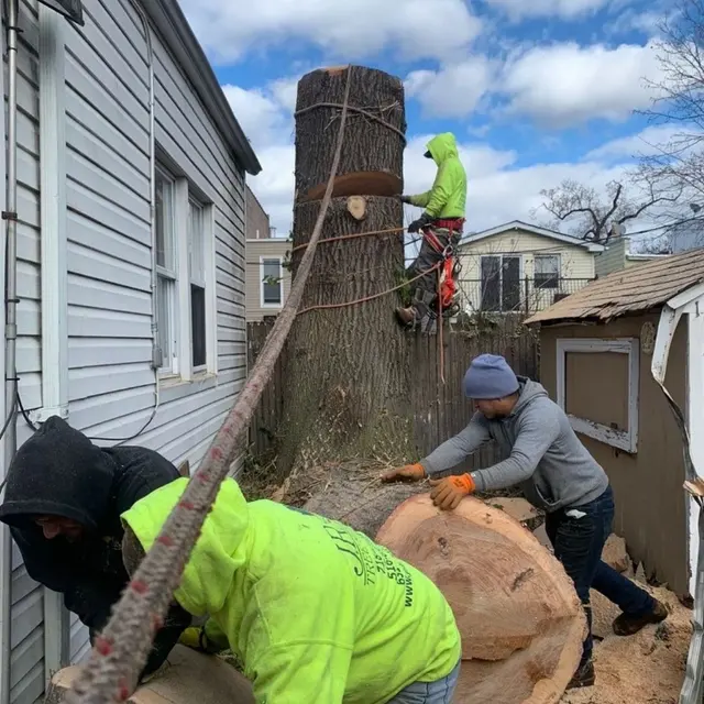 Timber Wood Tree Service — photo from the business 1