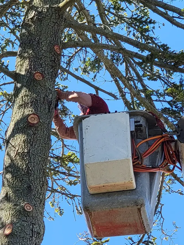 Master Tree Services Inc. — photo from the business 9