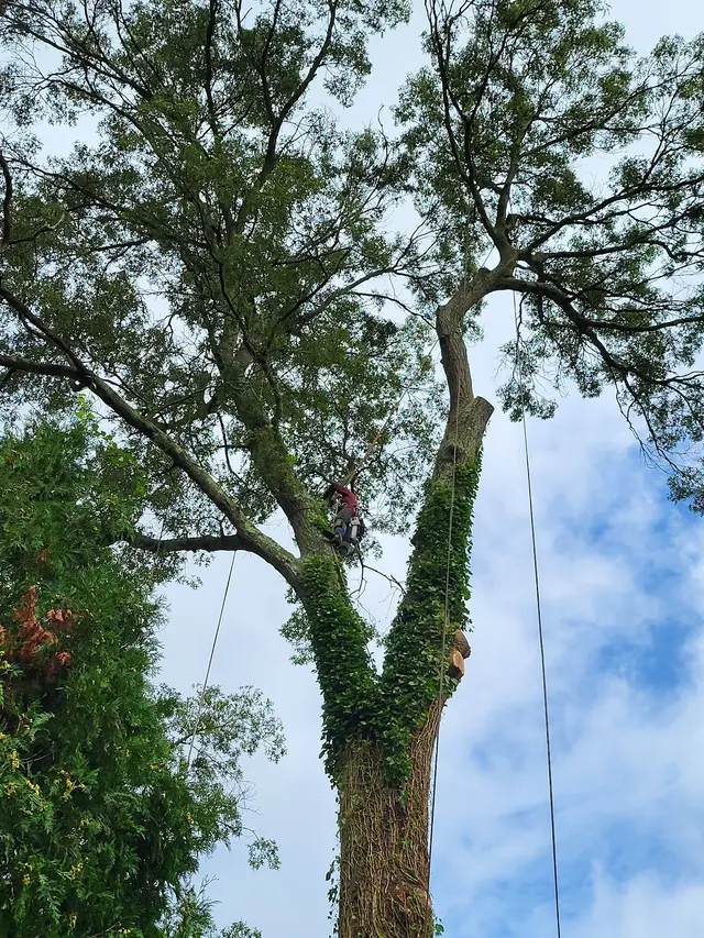 Master Tree Services Inc. — photo from the business 2