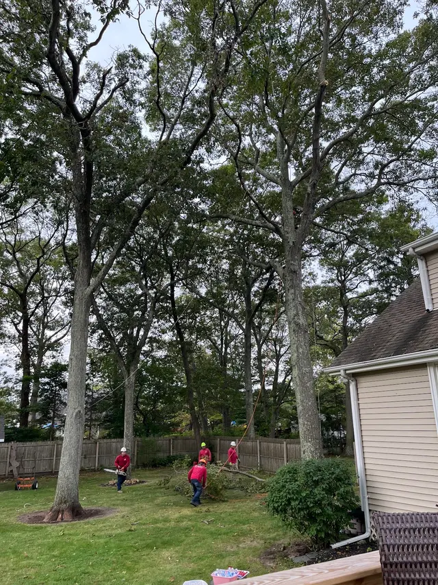 Master Tree Services Inc. — customer photo 6