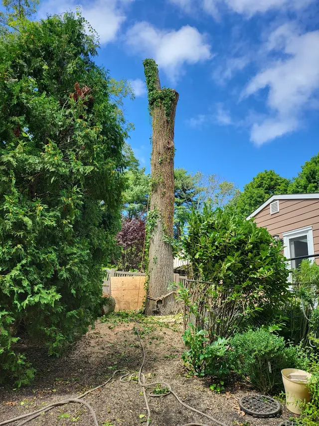 Master Tree Services Inc. — photo from the business 8