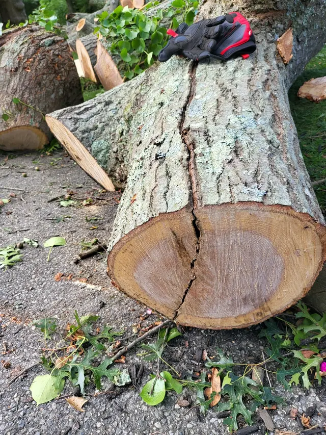 Master Tree Services Inc. — photo from the business 4