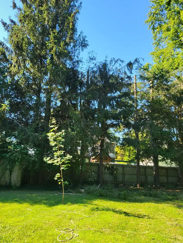 Master Tree Services Inc. — photo from the business 7