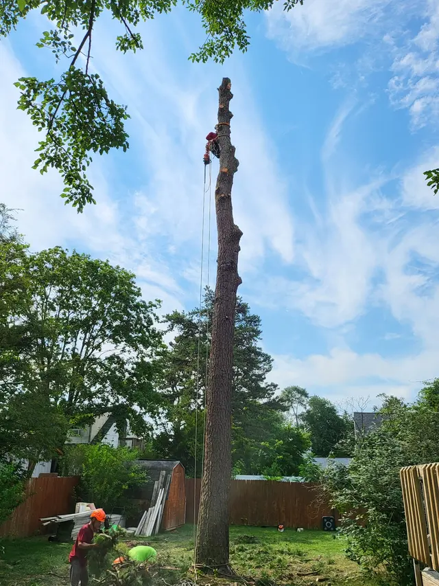 Master Tree Services Inc. — photo from the business 1