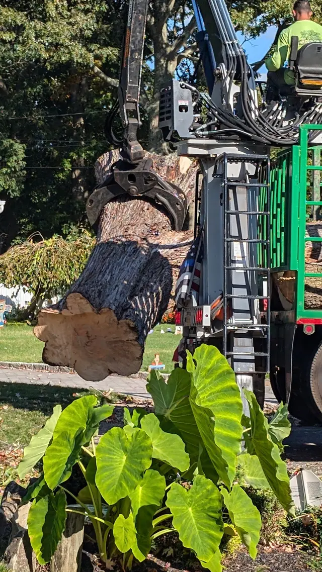 Anderson's Tree Service Inc. — customer photo 9