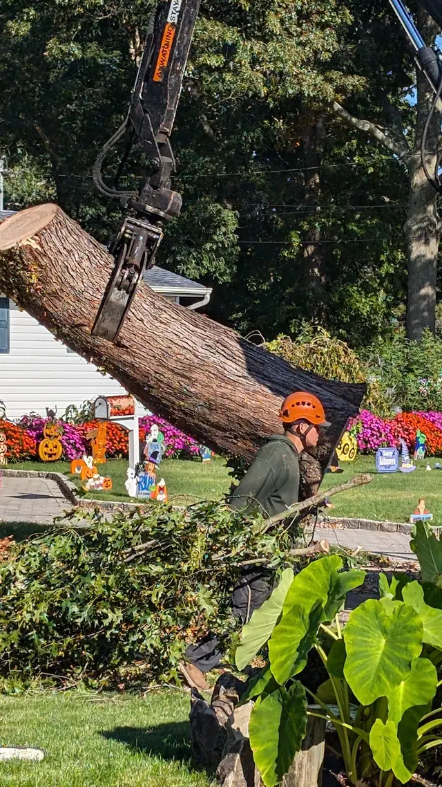 Anderson's Tree Service Inc. — customer photo 3