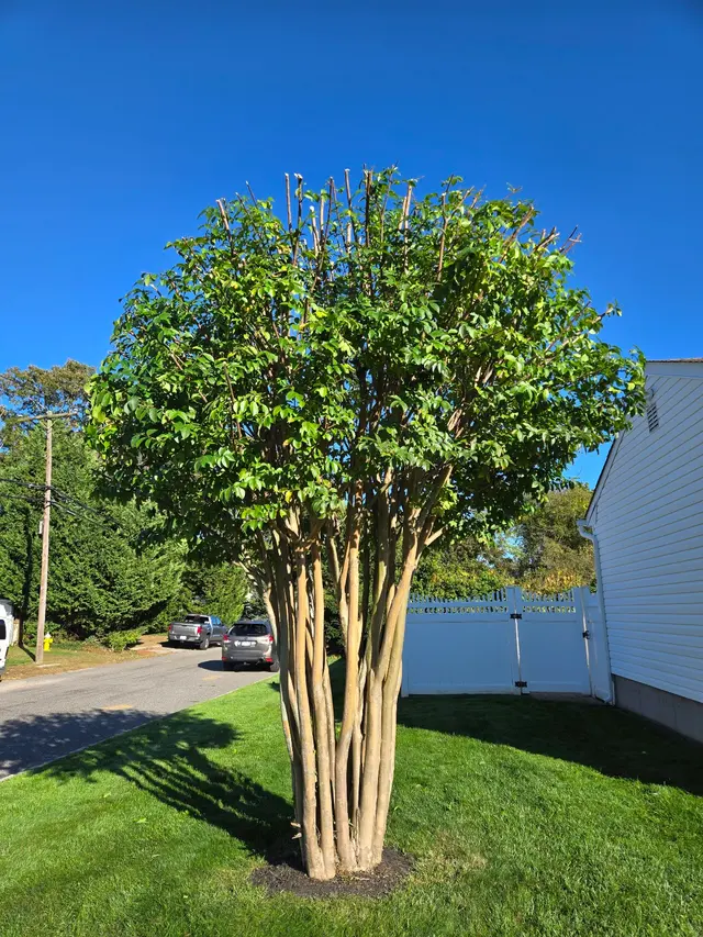 Anderson's Tree Service Inc. — customer photo 11