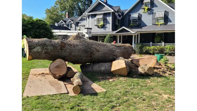 Cutting Edge Tree and Landscaping LLC — photo from the business 1