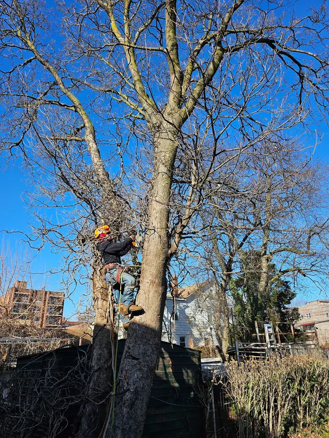Allstate Tree & Shrub Corp. — customer photo 4