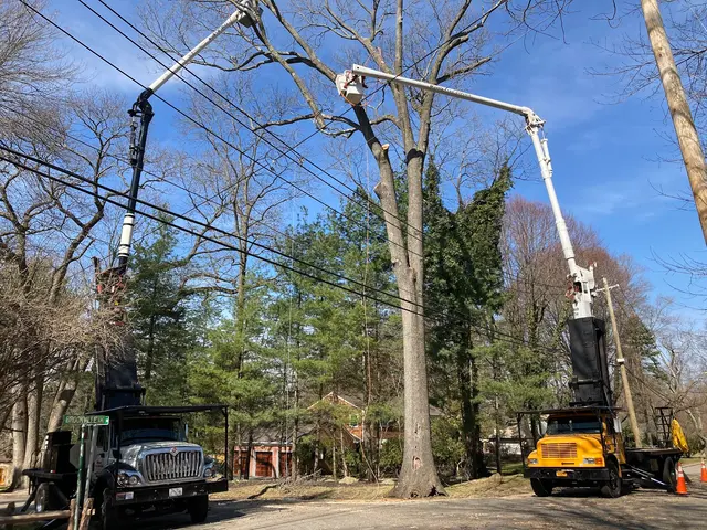Woody Tree Service, Inc. — photo from the business 10