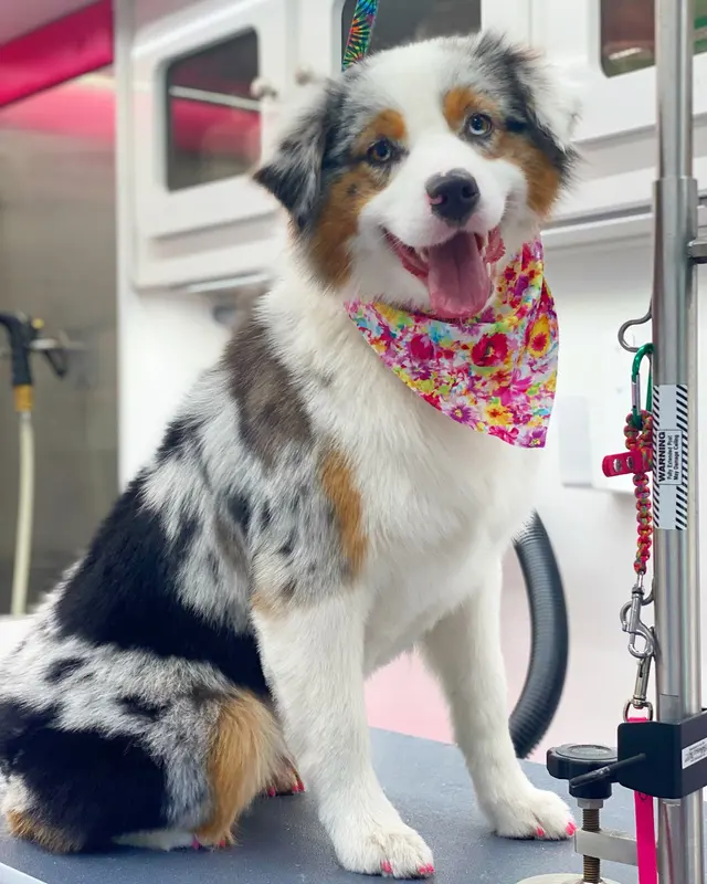 A Splash of TLC - A Top Mobile Dog Groomer — photo from the business 3
