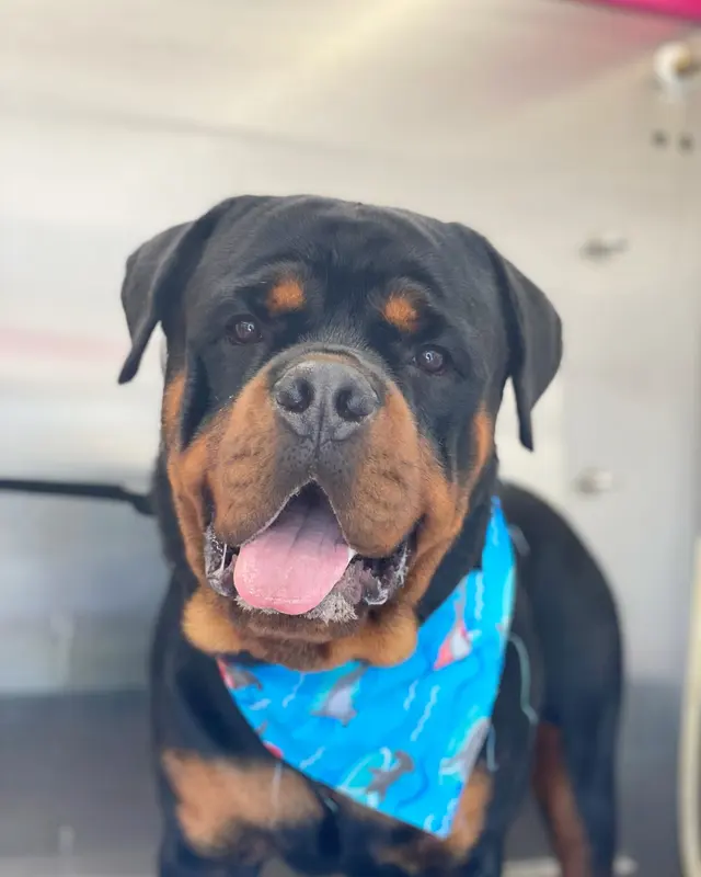 A Splash of TLC - A Top Mobile Dog Groomer — photo from the business 10