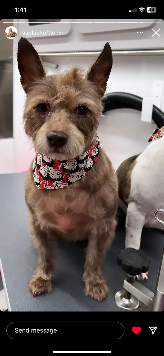 Customer photo of work by A Splash of TLC - A Top Mobile Dog Groomer, from MJ C's review
