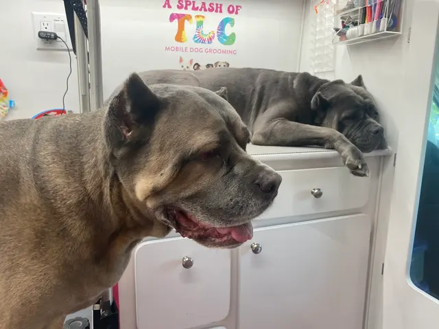 A Splash of TLC - A Top Mobile Dog Groomer — photo from the business 11