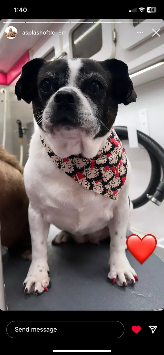Customer photo of work by A Splash of TLC - A Top Mobile Dog Groomer, from MJ C's review