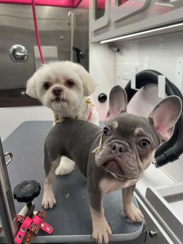 A Splash of TLC - A Top Mobile Dog Groomer — photo from the business 2