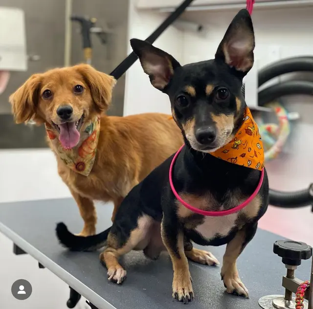 A Splash of TLC - A Top Mobile Dog Groomer — photo from the business 4