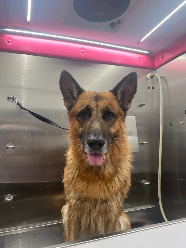 A Splash of TLC - A Top Mobile Dog Groomer — photo from the business 9