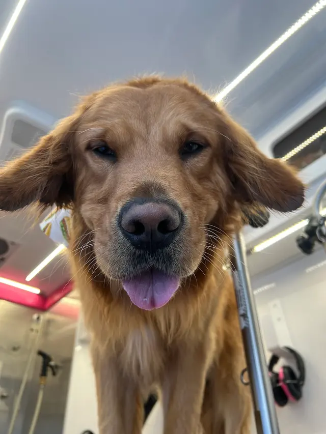 A Splash of TLC - A Top Mobile Dog Groomer — photo from the business 6