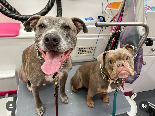 A Splash of TLC - A Top Mobile Dog Groomer — photo from the business 5