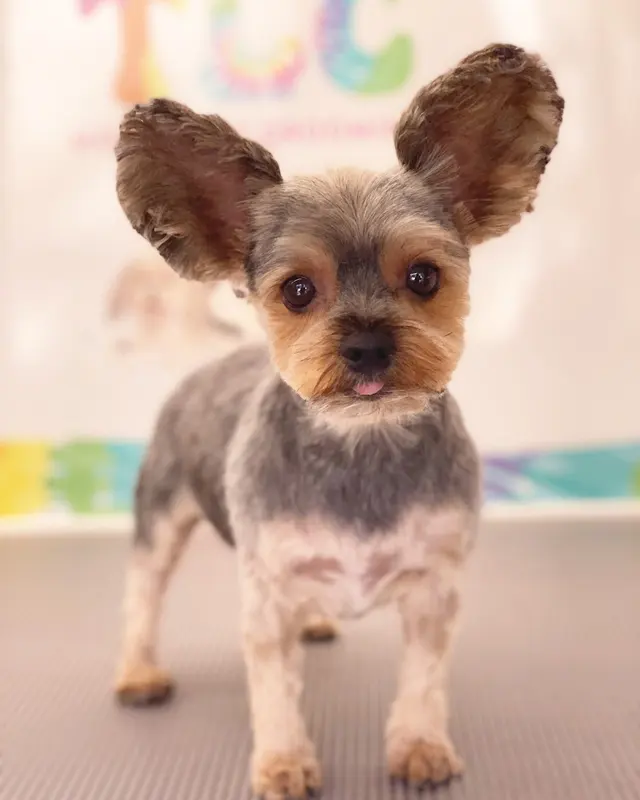 A Splash of TLC - A Top Mobile Dog Groomer — photo from the business 7
