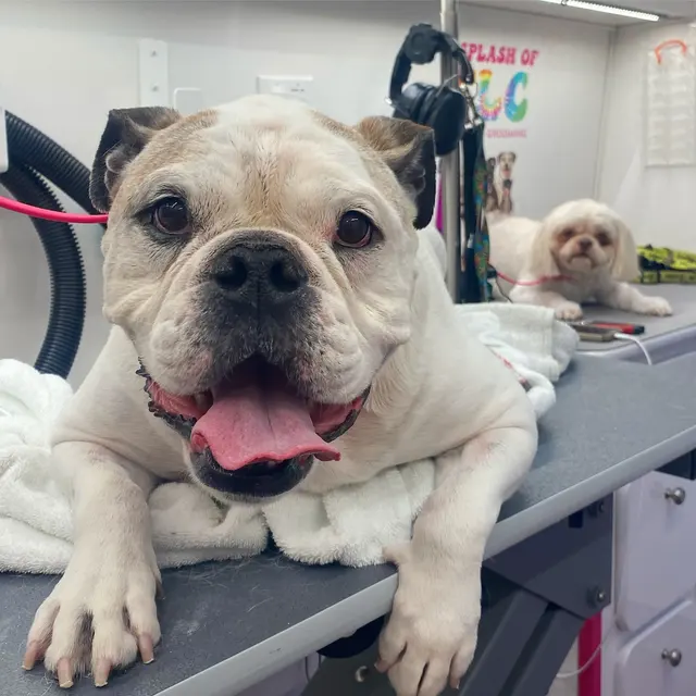 A Splash of TLC - A Top Mobile Dog Groomer — photo from the business 12
