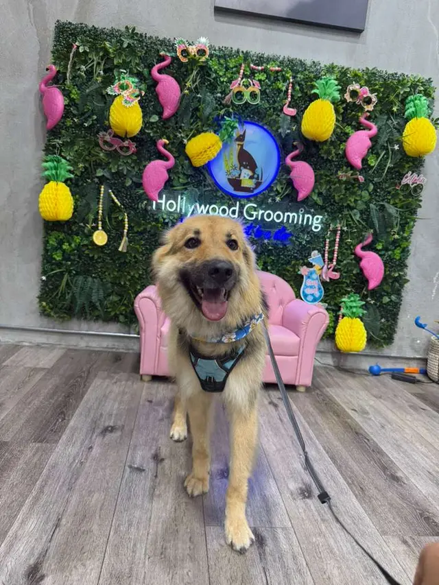 Hollywood Mobile Grooming — photo from the business 3