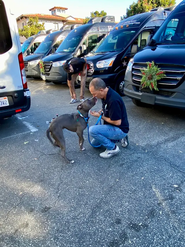 Hollywood Mobile Grooming — photo from the business 1