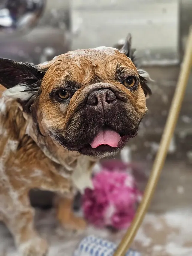 Hollywood Mobile Grooming — photo from the business 4