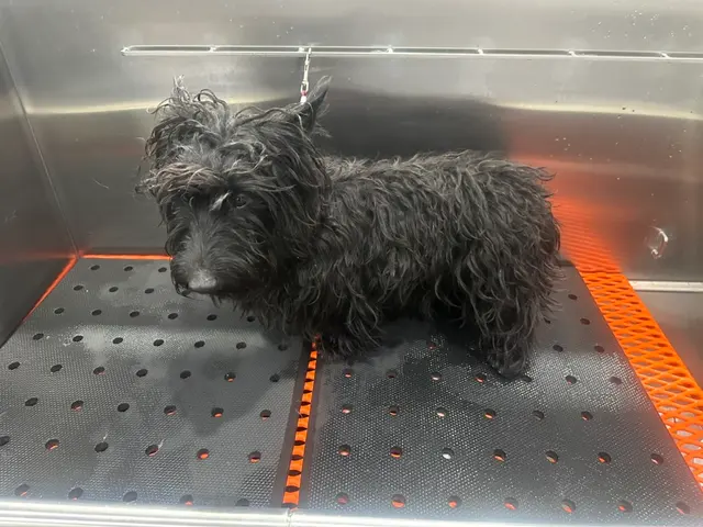 Hollywood Mobile Grooming — photo from the business 9