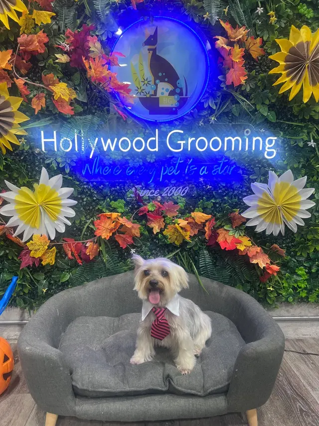 Hollywood Mobile Grooming — photo from the business 8