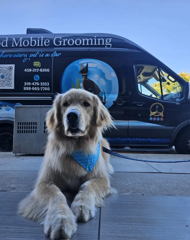 Hollywood Mobile Grooming — photo from the business 2