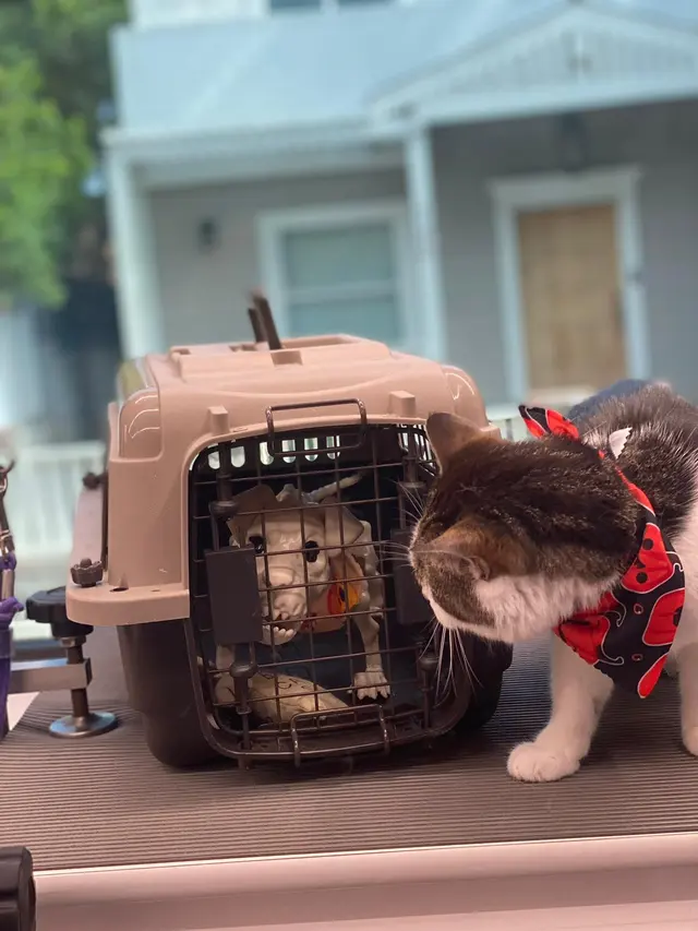 Hollywood Mobile Grooming — photo from the business 12