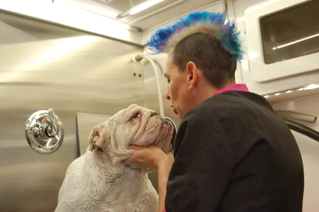 Hollywood Mobile Grooming — photo from the business 6