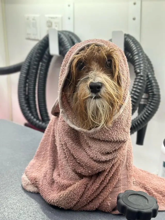 Hollywood Mobile Grooming — photo from the business 11